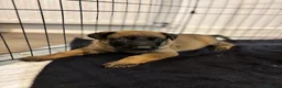 German Shepherd dogs for sale: 2 MALES LEFT German Shepherd puppies - Advert 11