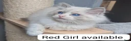 Ragdoll cats for sale: Blue BiColour Luxury Girls- READY to GP - Advert 11