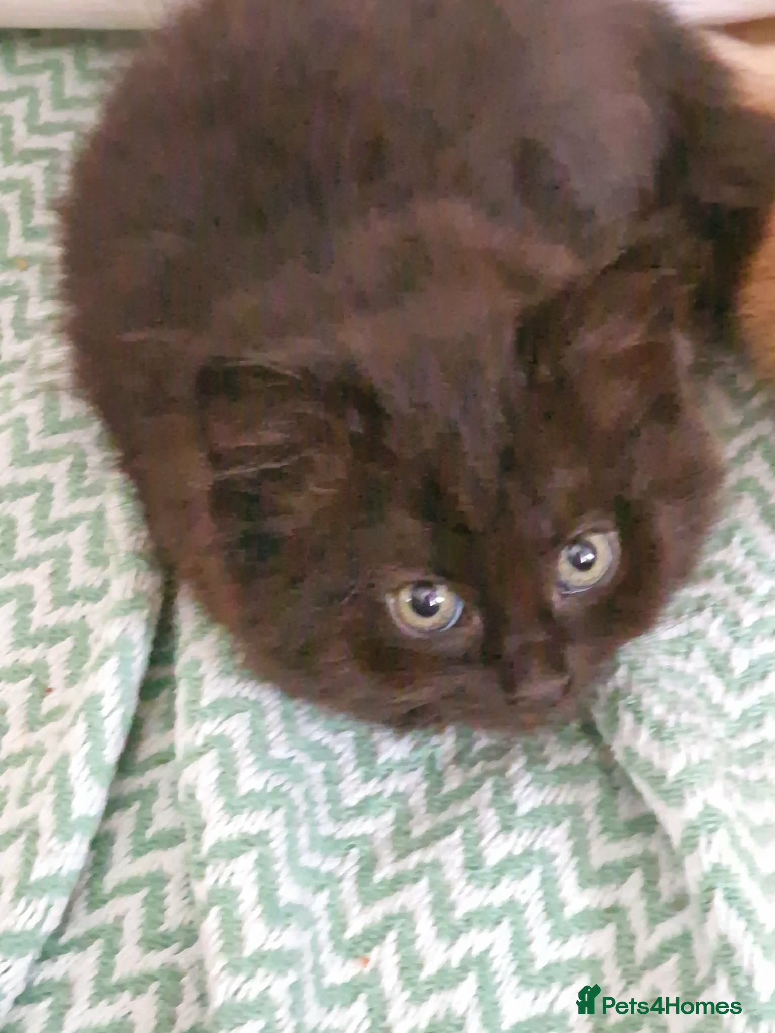 Mixed Breed cats Ginger and grey and black and tabby kittens - Advert 16