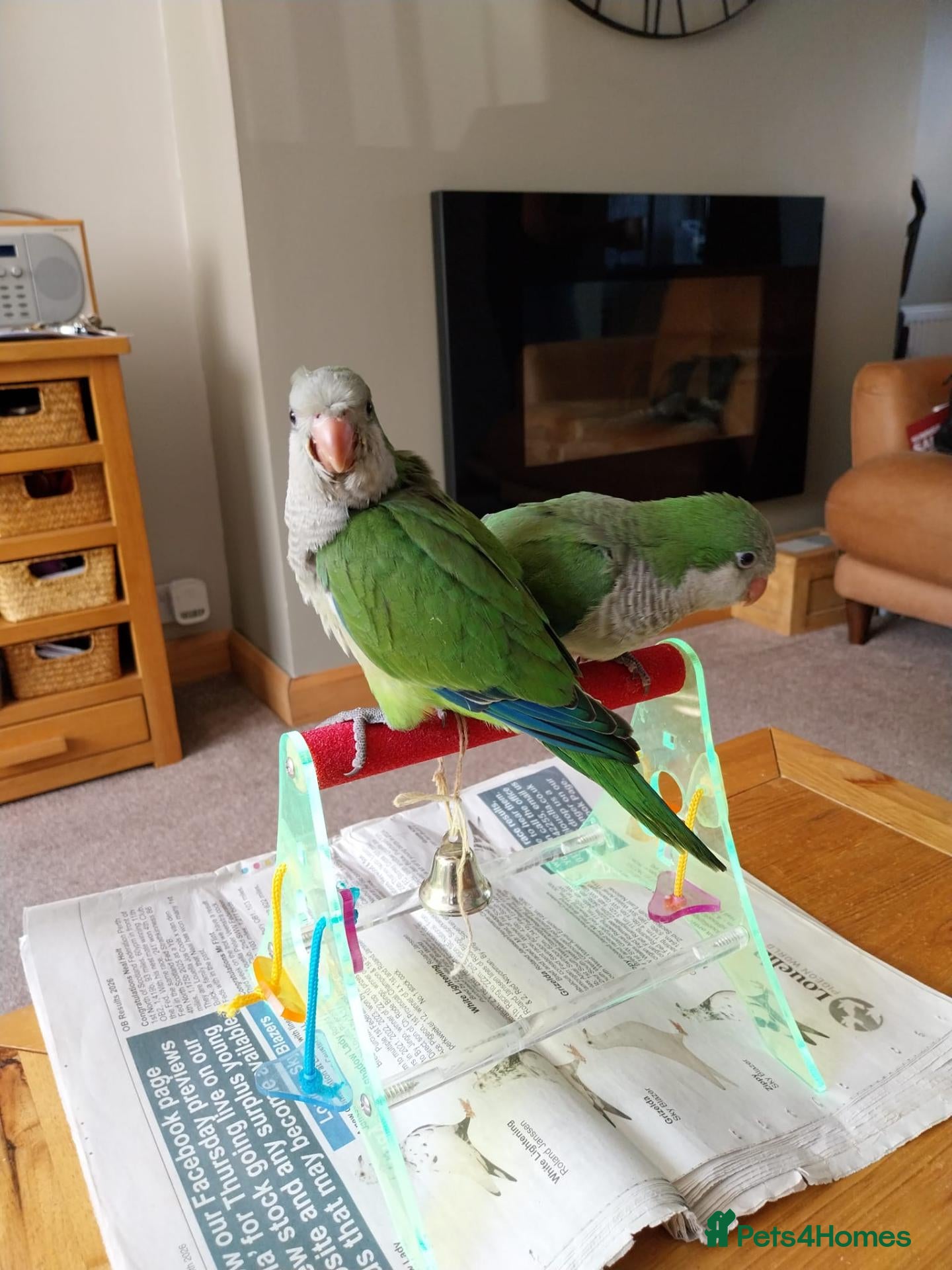 Parakeets birds  Green dna tested  male Hand tame quaker parrots  - Advert 2