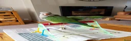 Parakeets birds for sale:  Green dna tested  male Hand tame quaker parrots  - Advert 1