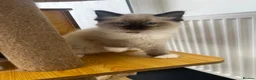 Ragdoll cats for sale: Pedigree Ragdoll Kittens GCCF  - Advert 4