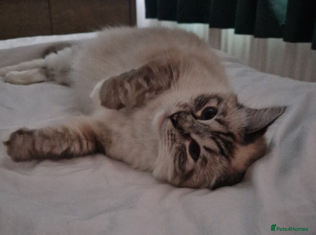 Ragdoll cats for sale: Fluffdoll Ragdoll Kittens 🥰 - Image 11