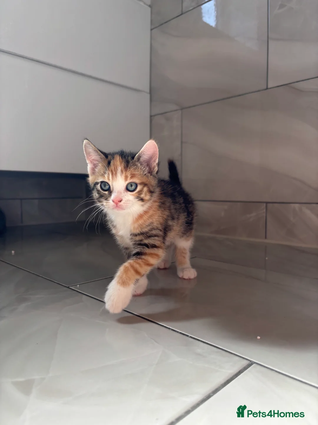 Abyssinian cats for sale: Beautiful Abyssinian mother births 6 kittens  - Advert 16