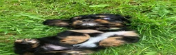 Cavalier King Charles Spaniel dogs for sale: Cavalier King Charles puppies  - Advert 26