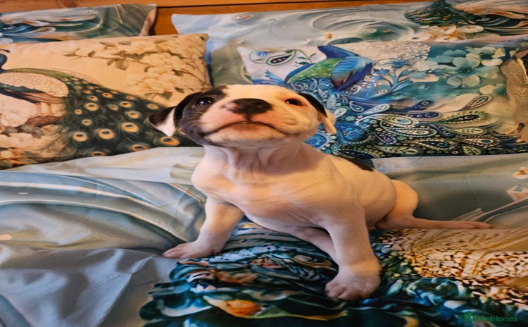Staffordshire Bull Terrier dogs - Advert 7