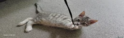Bengal cats for sale: Adorable Cute Boy Bengal/Calico - Advert 9