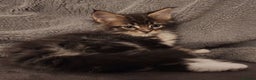 Maine Coon cats for sale: Ready now !!Maine coon kittens full papers  - Advert 12