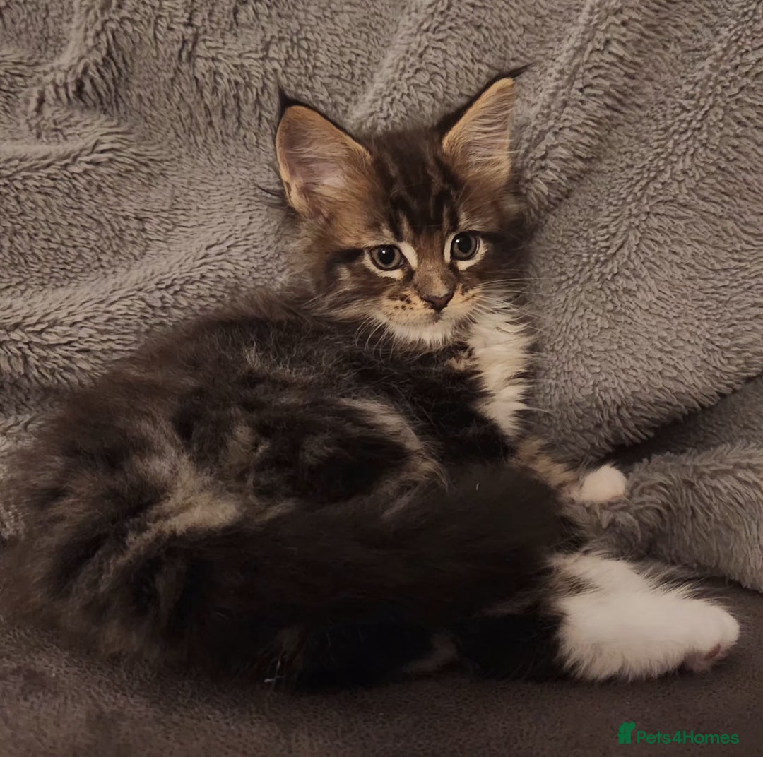 Maine Coon cats for sale: Ready now !!Maine coon kittens full papers  - Advert 12