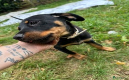 Rottweiler dogs for sale: Healthy Rottweiler puppies ready now  - Image 26