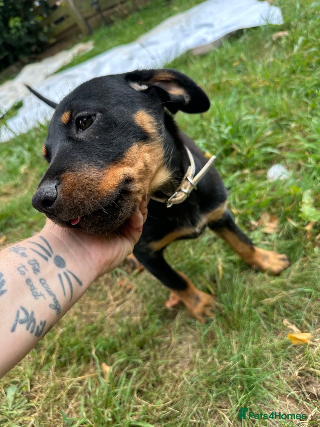 Rottweiler dogs for sale: Healthy Rottweiler puppies ready now  - Image 26