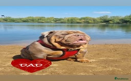 English Bulldog dogs for sale: English Bulldog pups - Advert 9