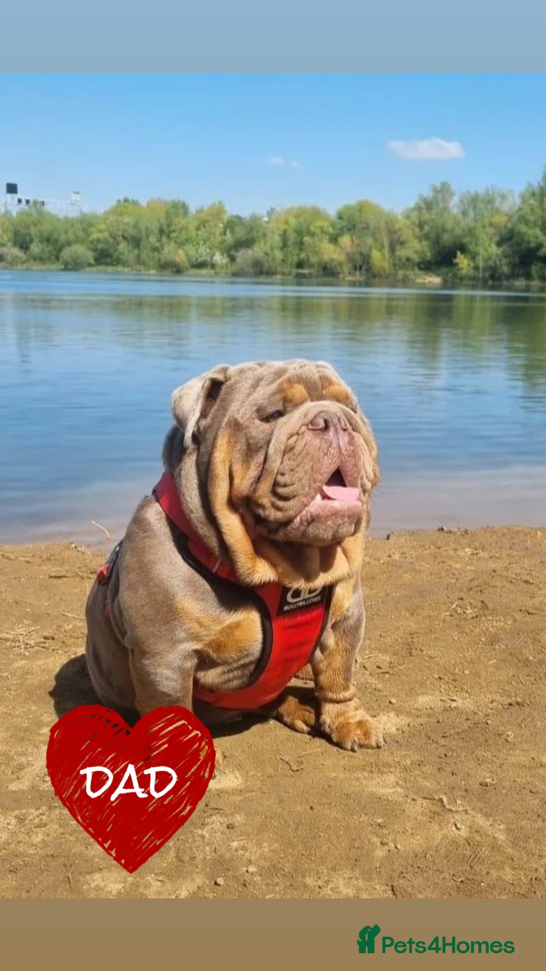 English Bulldog dogs for sale: English Bulldog pups - Advert 9