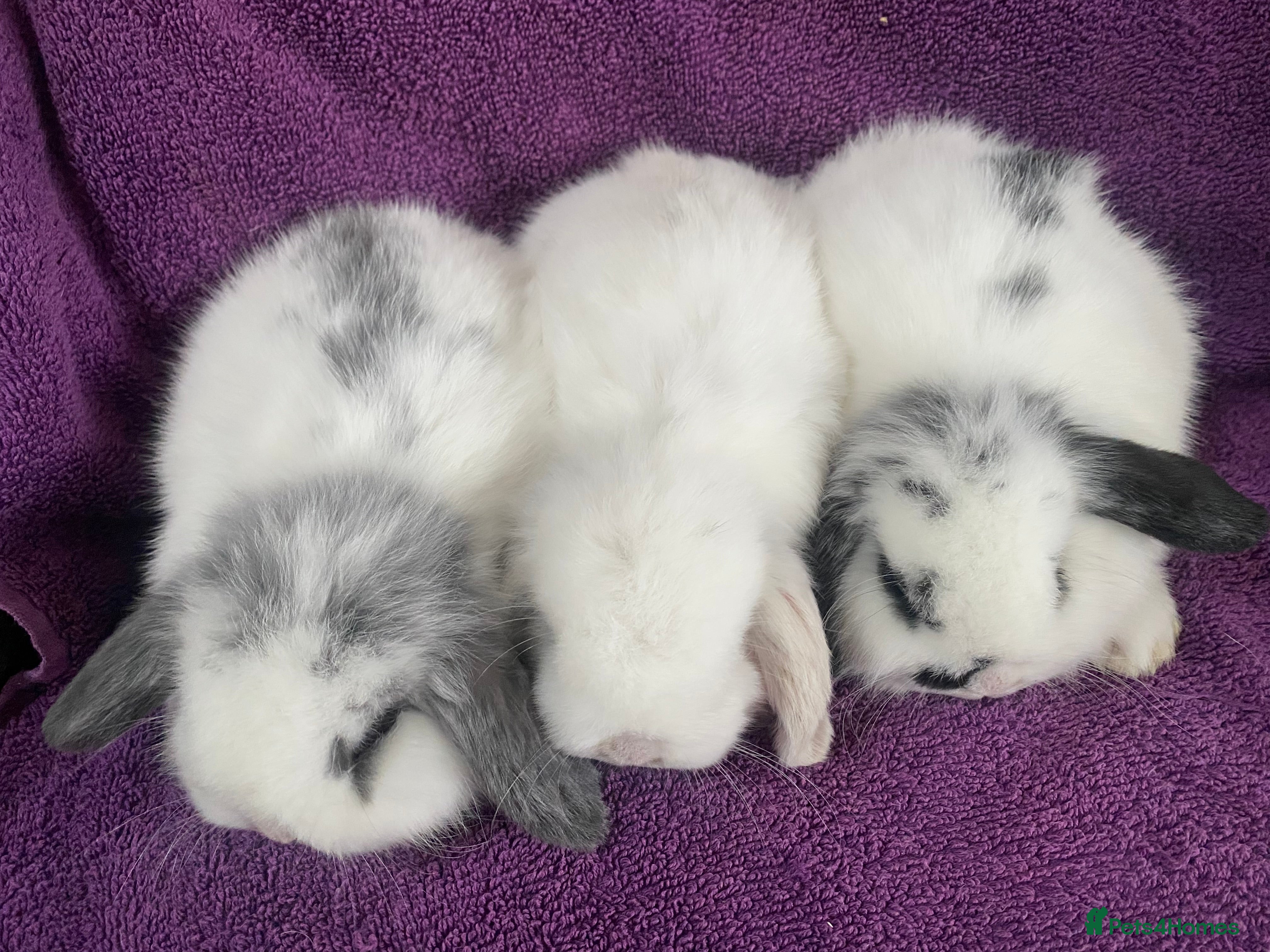 Mini Lop rabbits Mini lop litter. Ready 1st March. - Advert 16