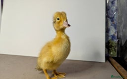 Ducks poultry for sale: 14 Welsh Harlequin Ducklings - Image 2