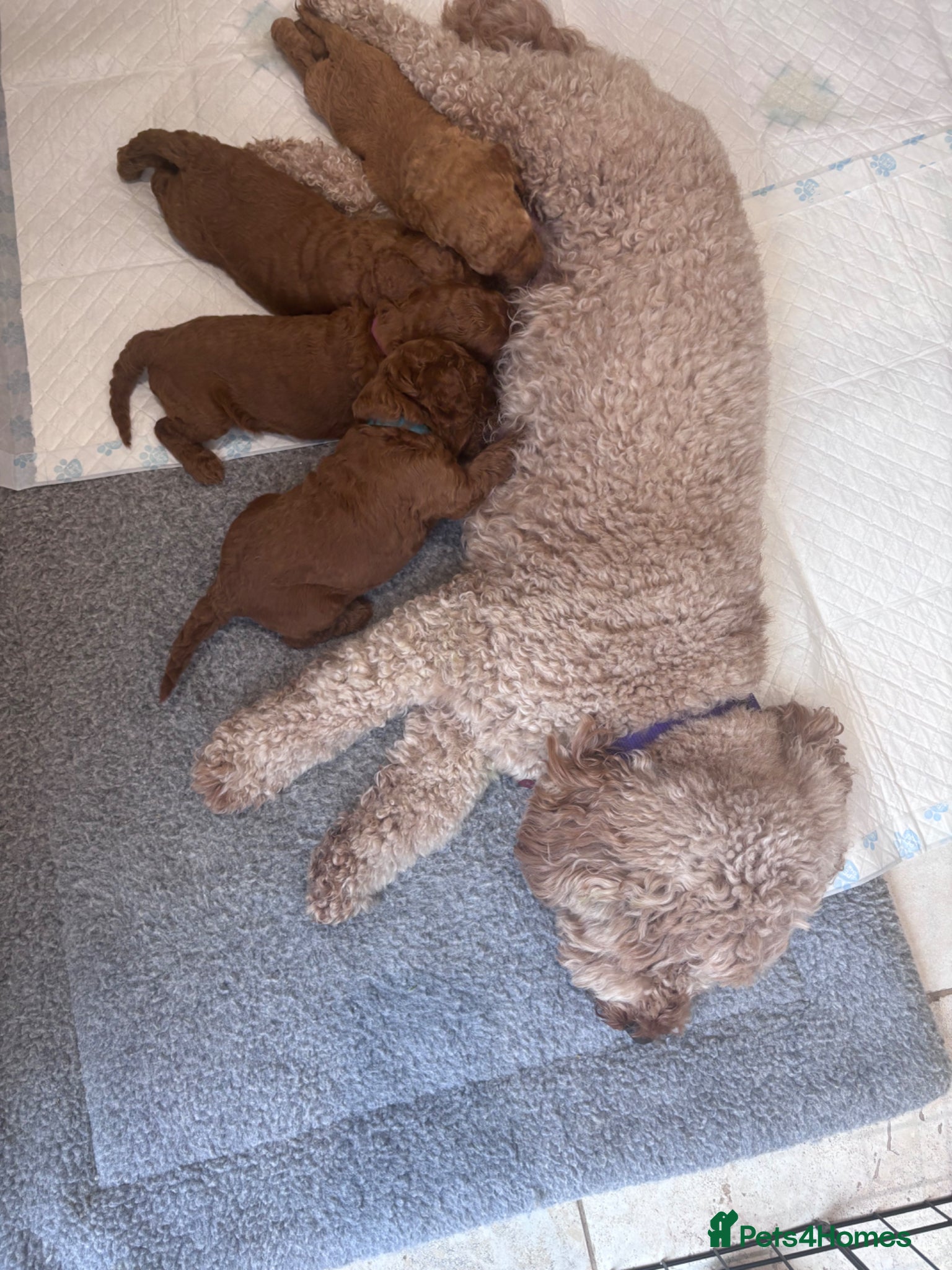Cavapoo dogs for sale: Stunning Red Cavapoo Puppies - Advert 3