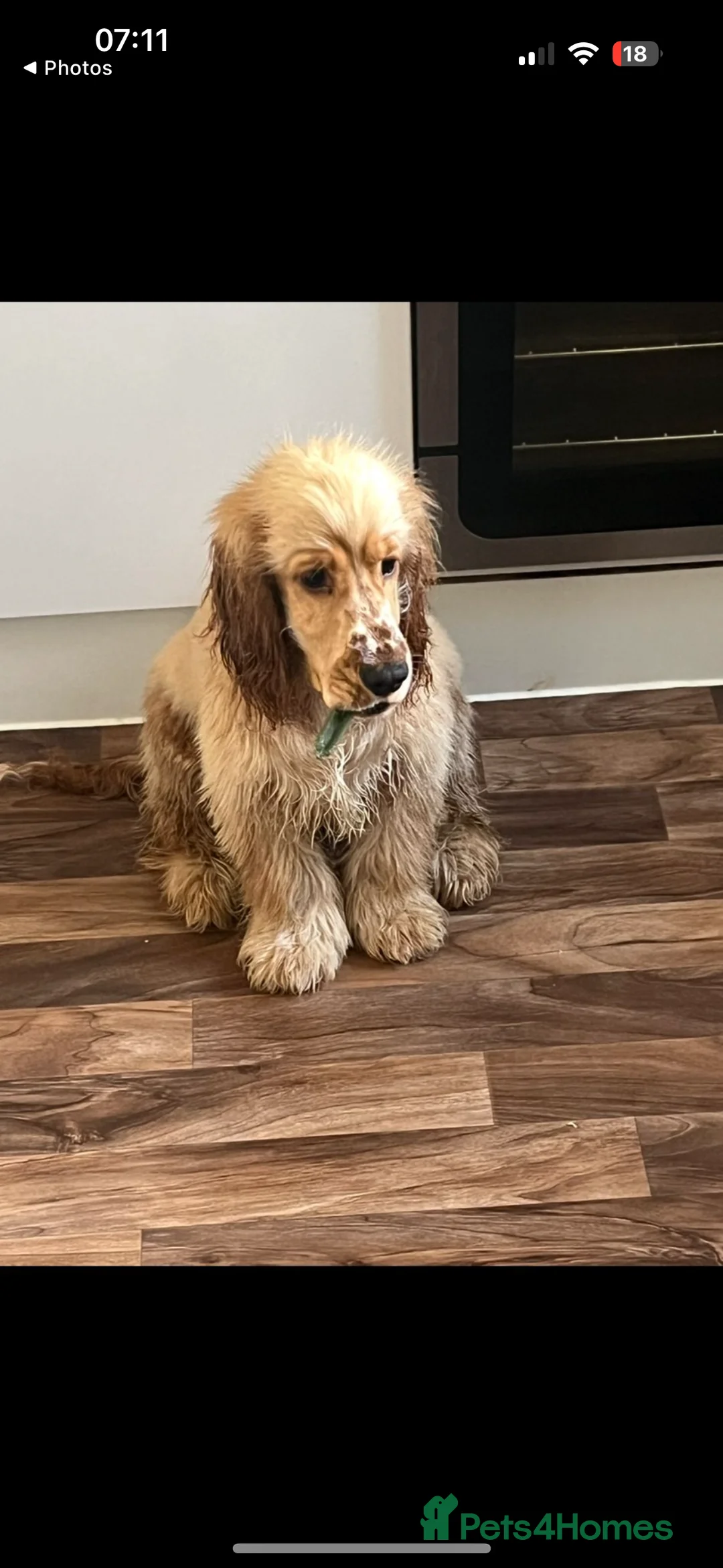 Cocker Spaniel dogs for stud: SHOW cocker spaniel stud  - Advert 6