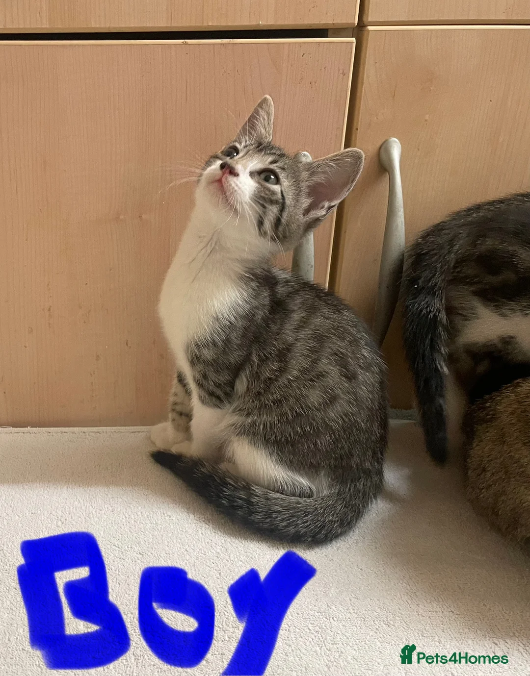 Mixed Breed cats for sale: Tabby kittens  - Advert 7