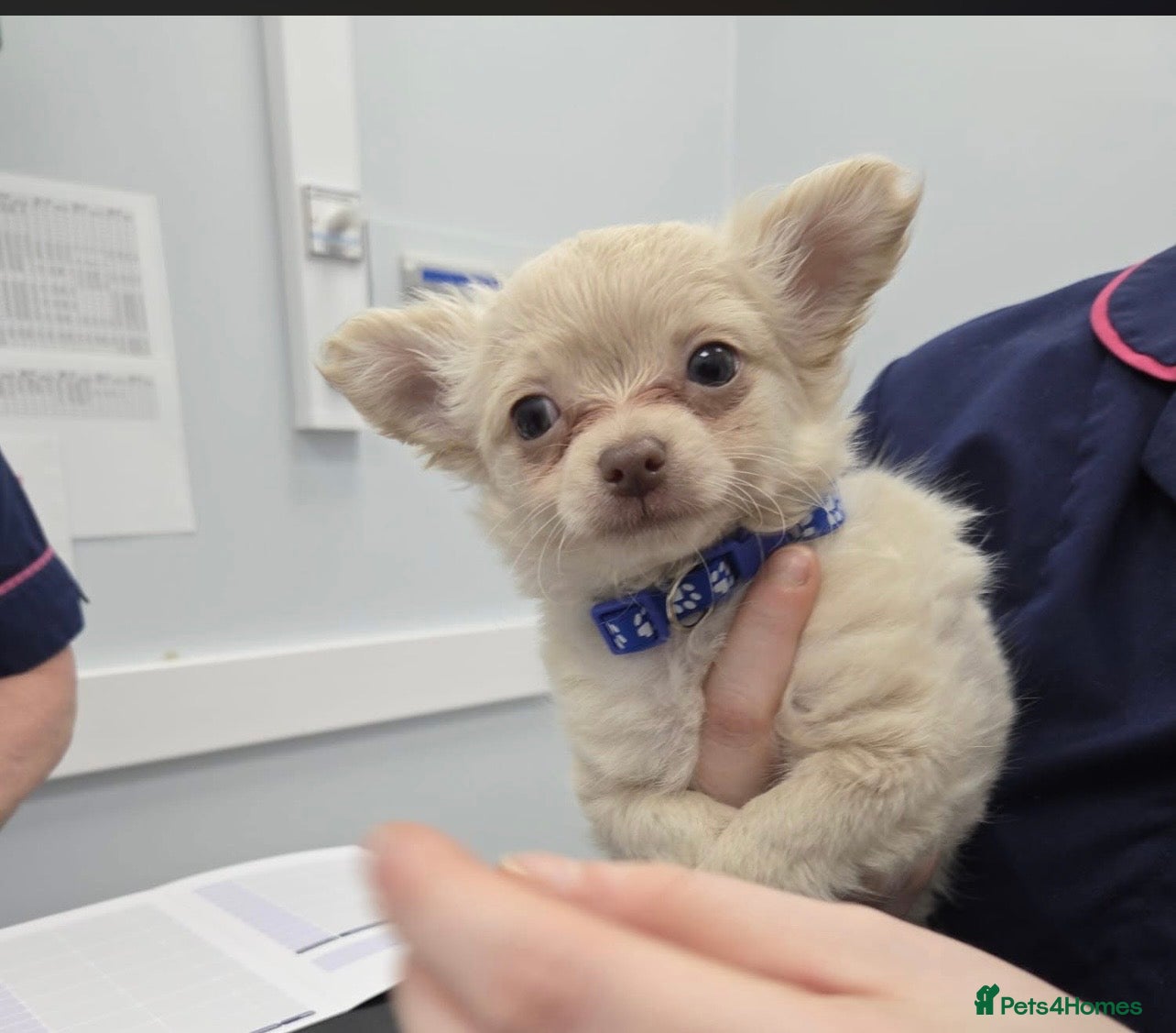 Chihuahua dogs Beautiful pure white long haired boy  - Advert 12