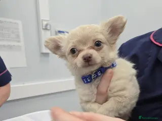 Chihuahua dogs Beautiful pure white long haired boy - Advert 12