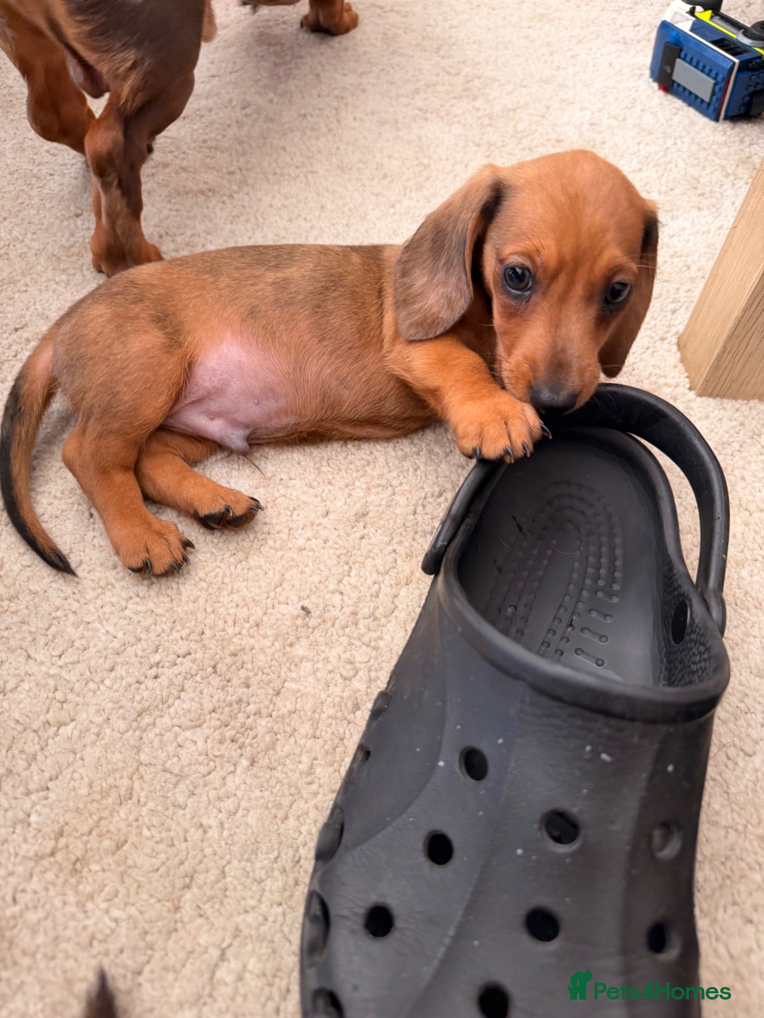 Miniature Dachshund dogs READY TO GO 🐾 Beautiful Mini Dachshund  - Advert 2