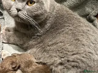 Scottish Fold cats Black & Lilac Scottish fold - top quality pedigree - Advert 4