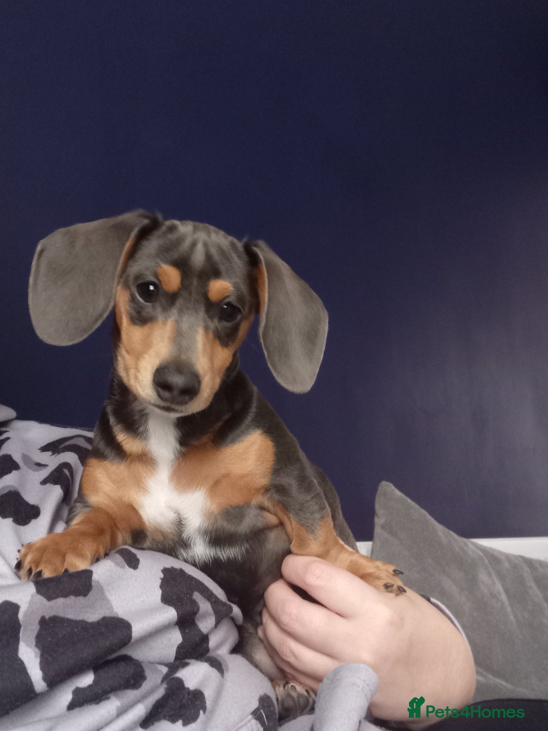 Miniature Dachshund dogs for sale: Miniature dashahund  - Image 3