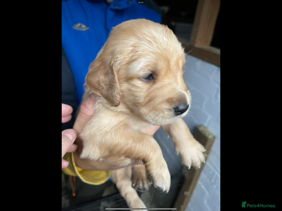 Golden Retriever dogs for sale: Last girl available kc reg ready 30/12 - Advert 7