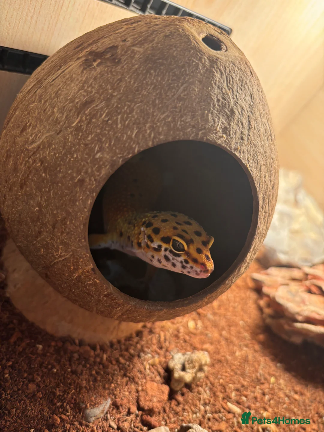 Leopard Gecko reptiles for sale: Male leopard gecko in Lincoln - Advert 2