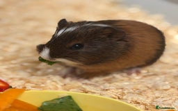Guinea Pig rodents for sale: Two bonded male guinea pigs  - Image 3