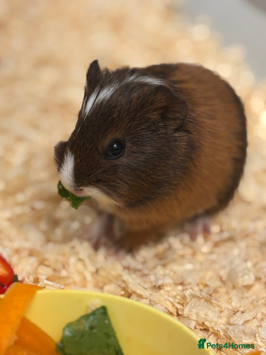 Guinea Pig rodents for sale: Two bonded male guinea pigs  - Image 3