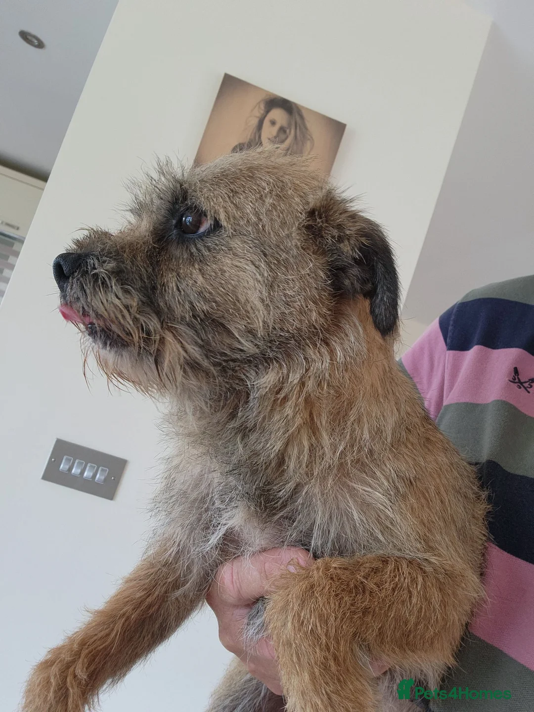 Border Terrier dogs for sale: One border female left  - Advert 6