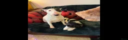 English Bull Terrier dogs for sale: 5 year old girl available. - Advert 4