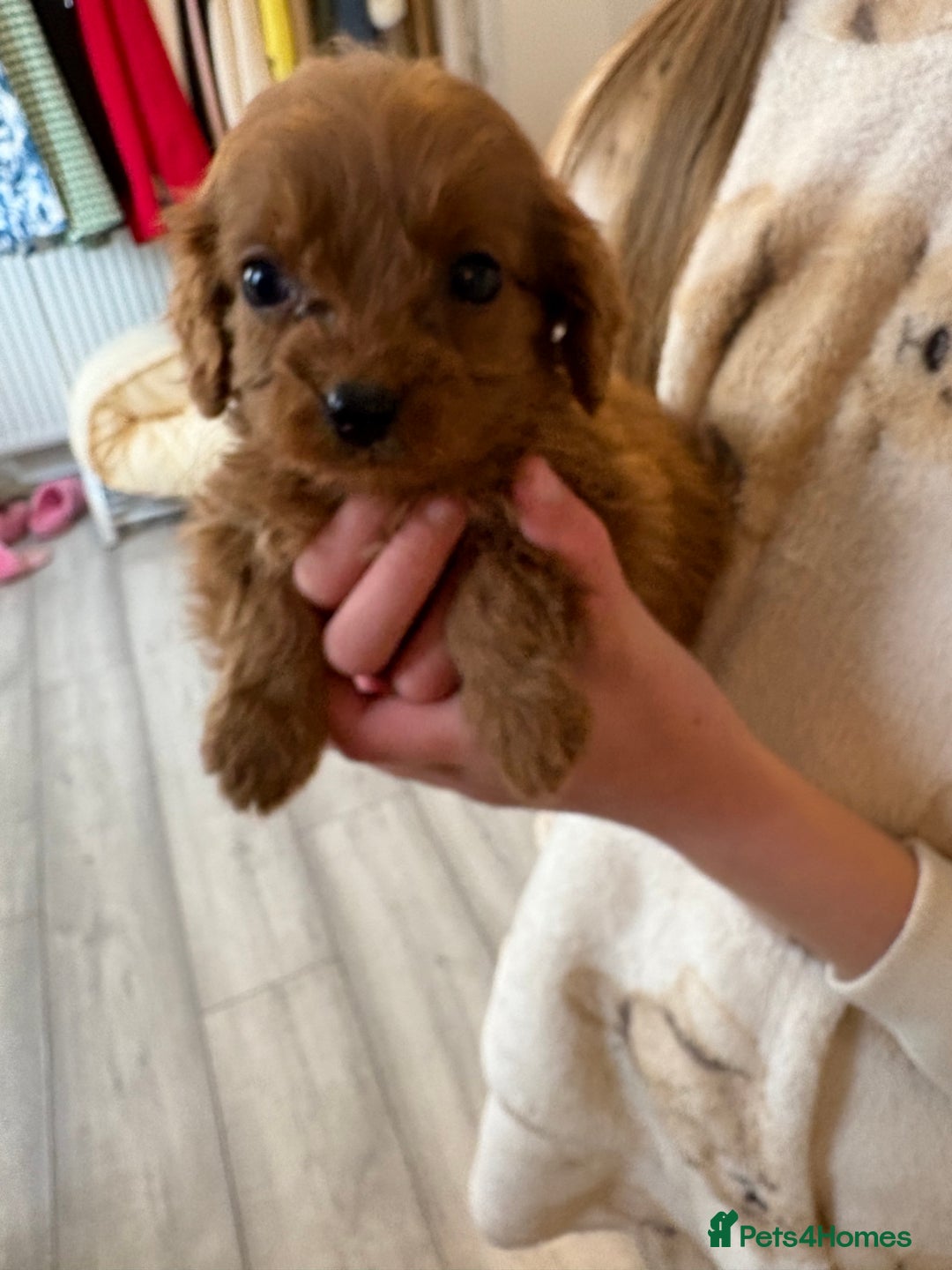 Cavapoo dogs for sale: Red Cavapoo puppies  - Image 8
