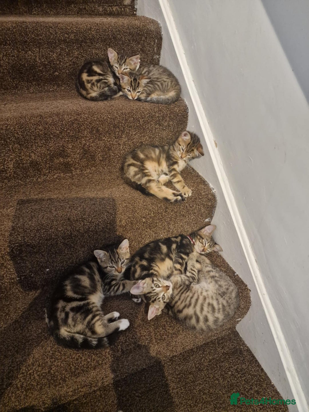 Mixed Breed cats for sale: 6 friendly tabby kittens - Image 6