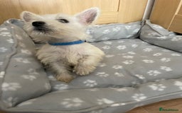 West Highland Terrier dogs for sale: Beautiful west highland terriers puppys - Image 7