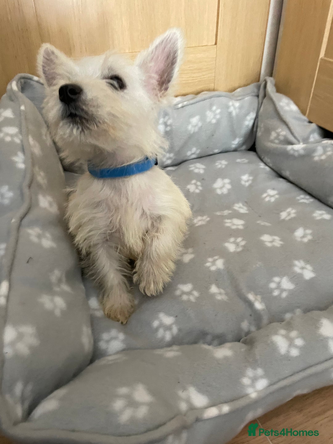 West Highland Terrier dogs for sale: Beautiful west highland terriers puppys - Image 7