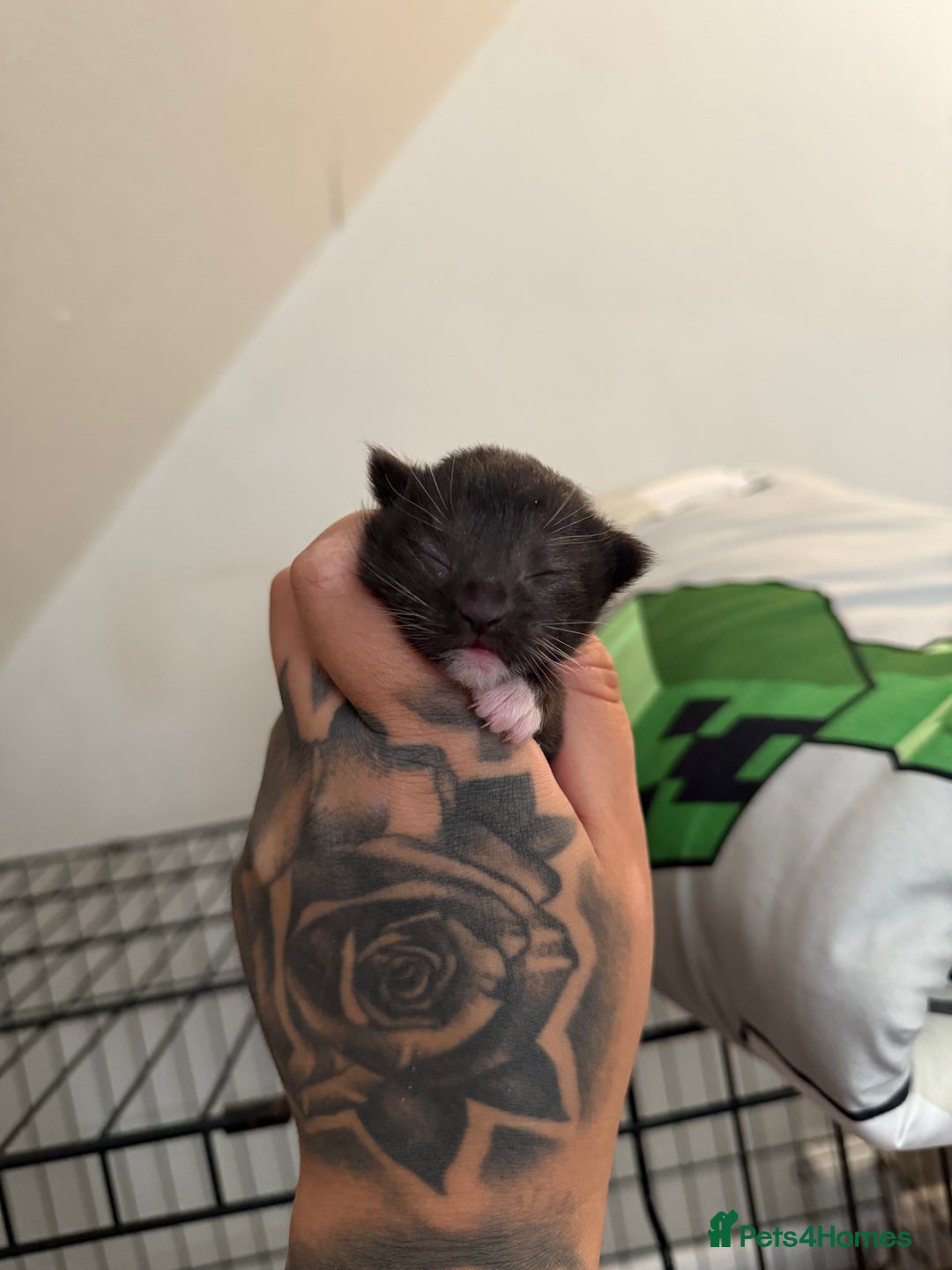 Maine Coon cats for sale: Beautiful Mainecoon Cross Babies - Image 4