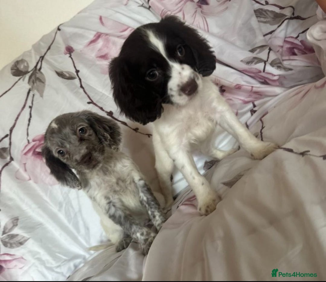 Cocker Spaniel dogs for sale: 7 beautiful cocker spaniel puppies  - Image 8