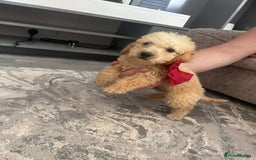 Jackapoo dogs for sale: Cream jackapoos f1b short legged  - Image 3