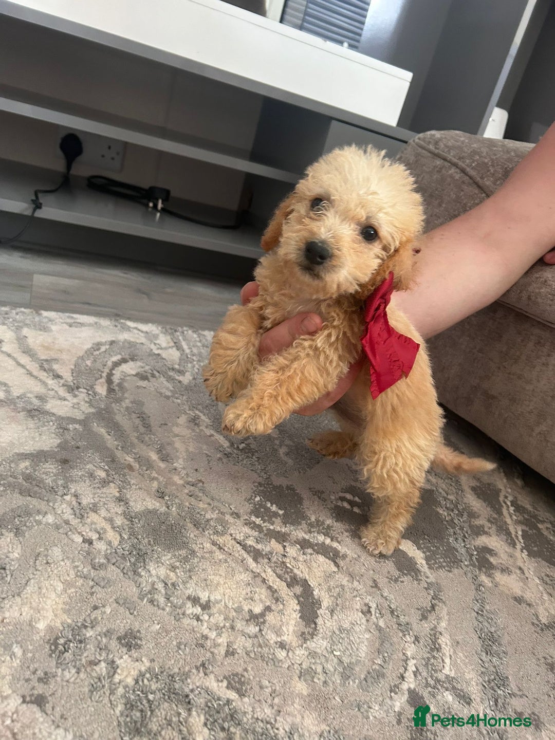 Jackapoo dogs for sale: Cream jackapoos f1b short legged  - Image 3