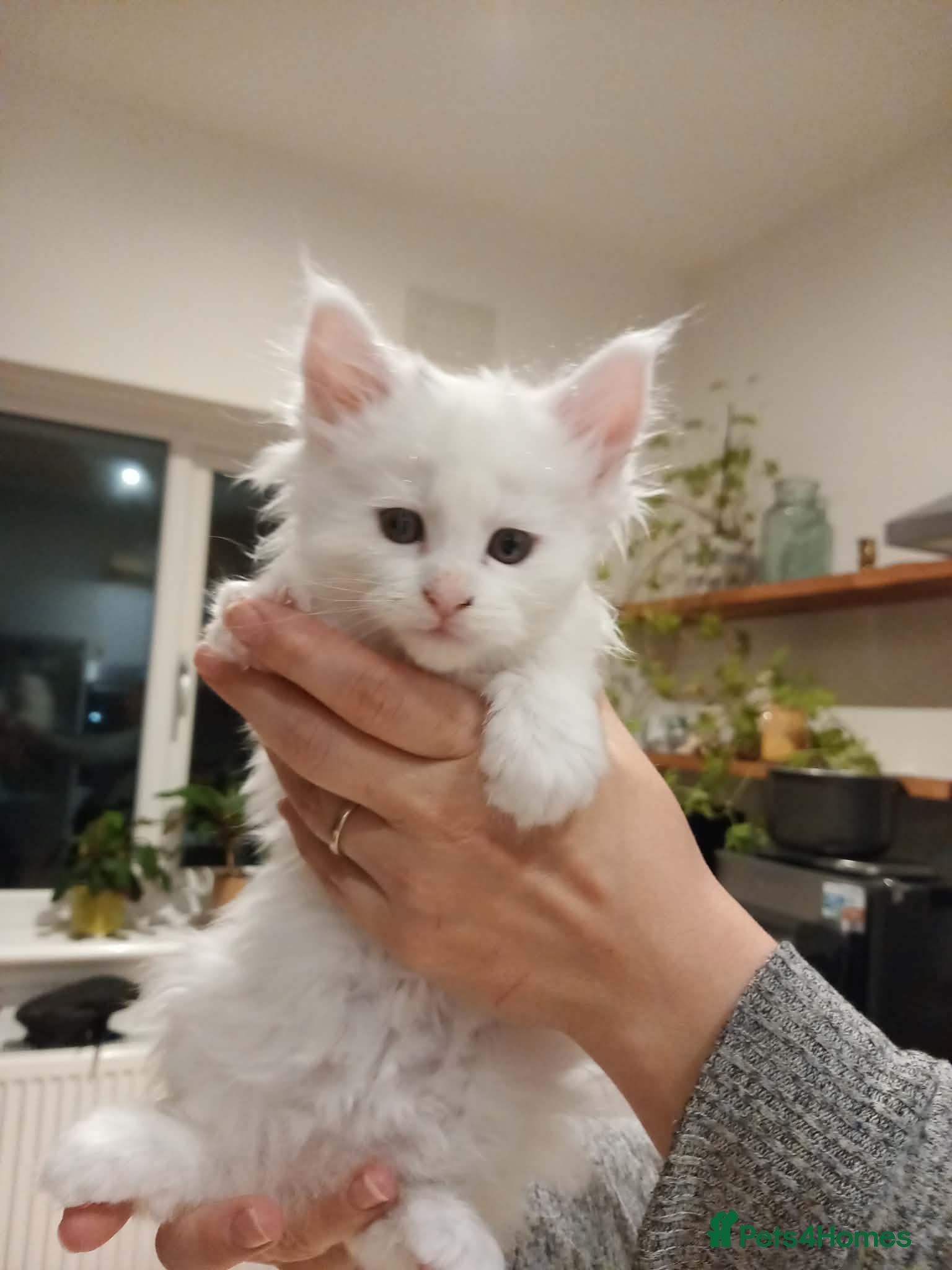 Maine Coon cats Maine coon kittens for sale - Advert 5