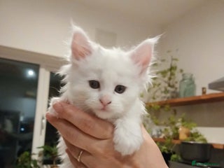 Maine Coon cats Maine coon kittens for sale - Advert 5