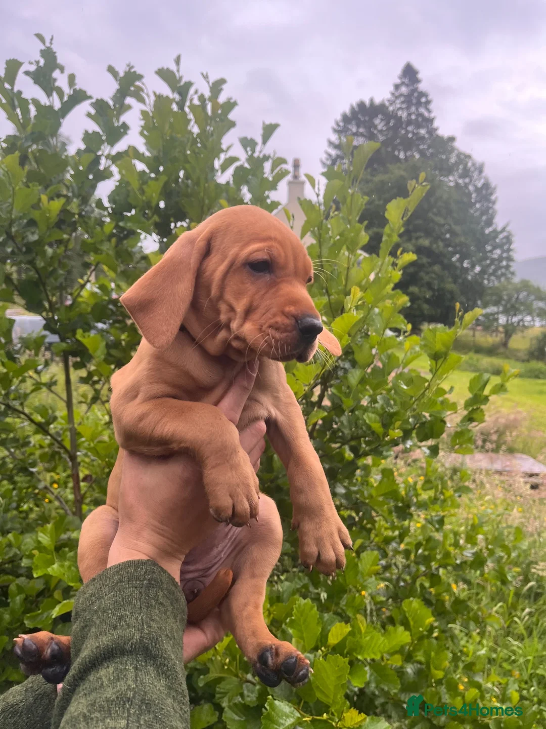 Mixed Breed dogs for sale: Hungarian Vizsla X Labrador (fox red) in Fort William - Advert 2