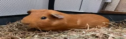 Guinea Pig rodents for sale: 2 males for good home - Advert 5