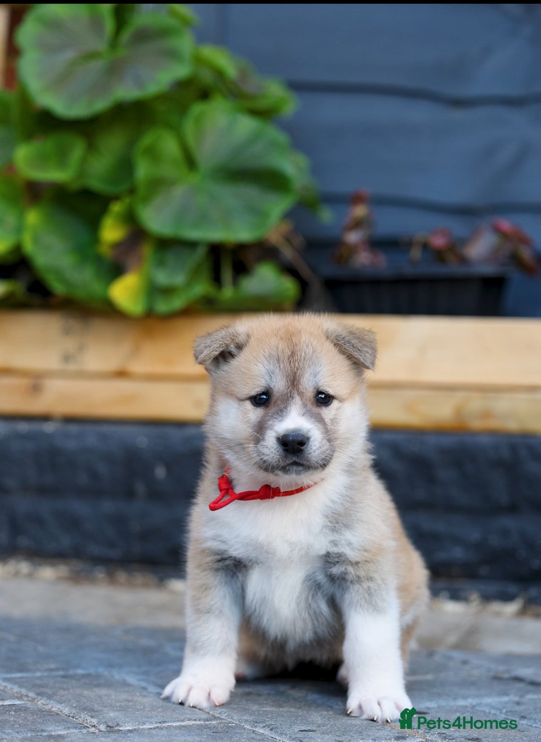 Akita dogs for sale: Akita pups  - Advert 2