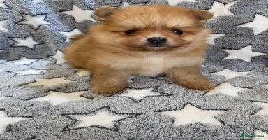 Pomeranian dogs - Advert 12