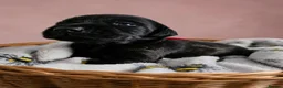 Labrador Retriever dogs for sale: KC registered Balck labrador retrievers - Advert 14