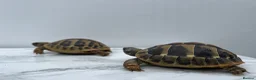 Hermann Tortoise reptiles for sale: Pair of Hermann's Tortoises with Complete Setup - Advert 7