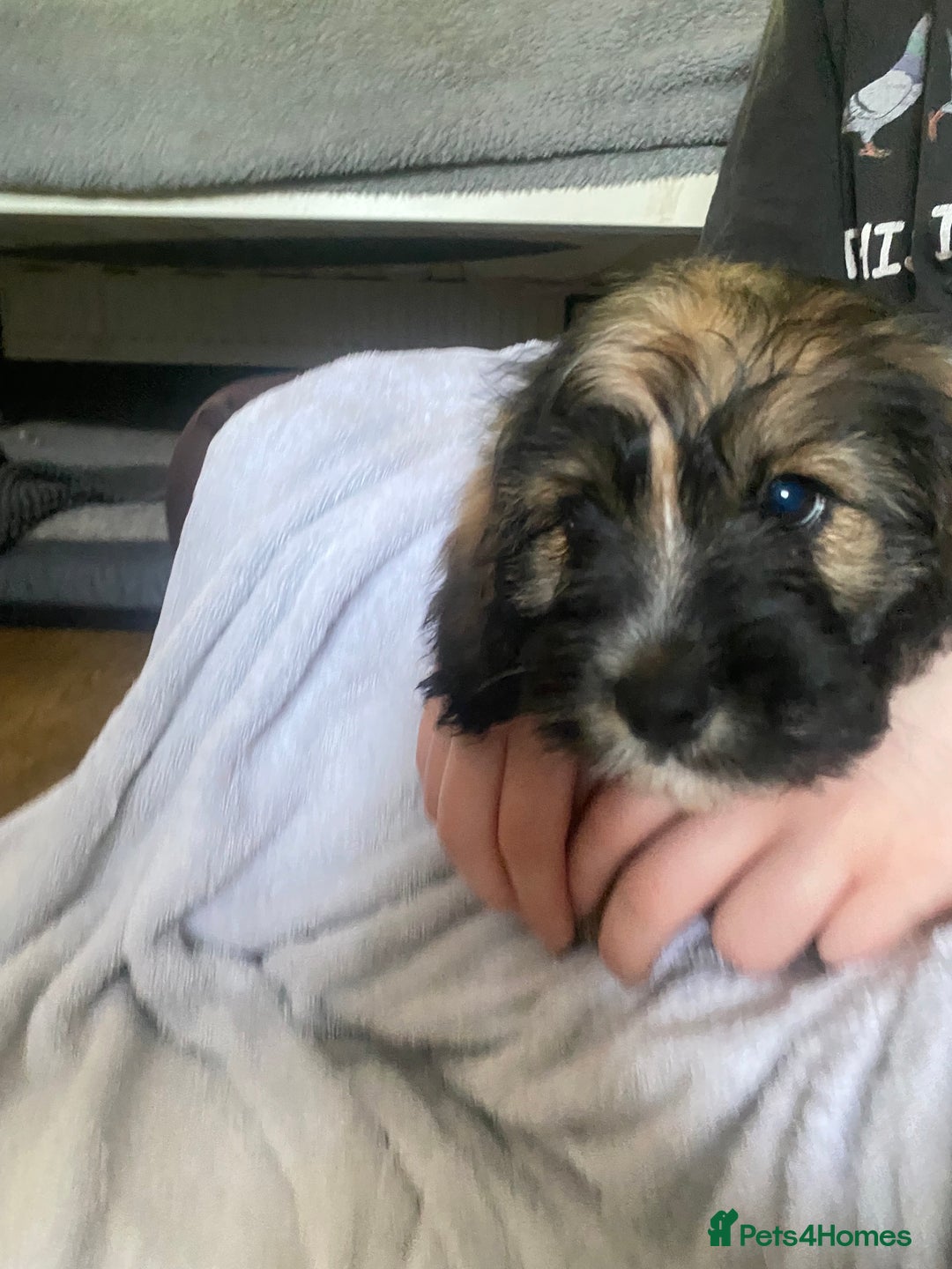 Mixed Breed dogs for sale: 2 little boys ready for forever homes - Image 3